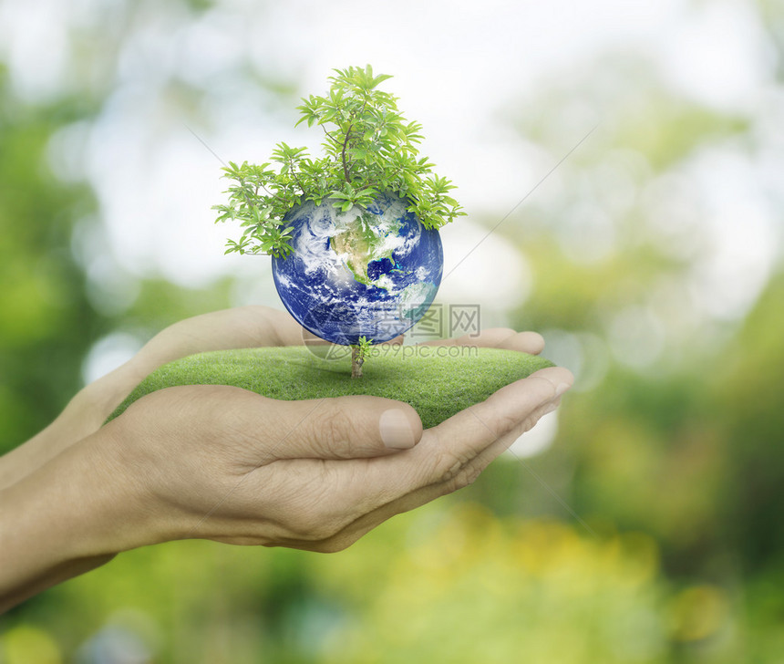 地球和人类手中的树木与绿色木鸟背景图片