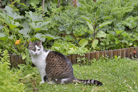 菜园里可爱的猫图片