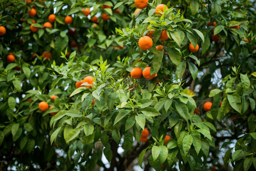 柑橘树上成熟的橙子图片