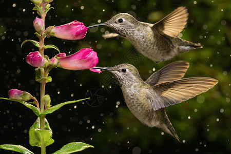 两只蜂鸟在下雨天参观粉红色的花朵图片