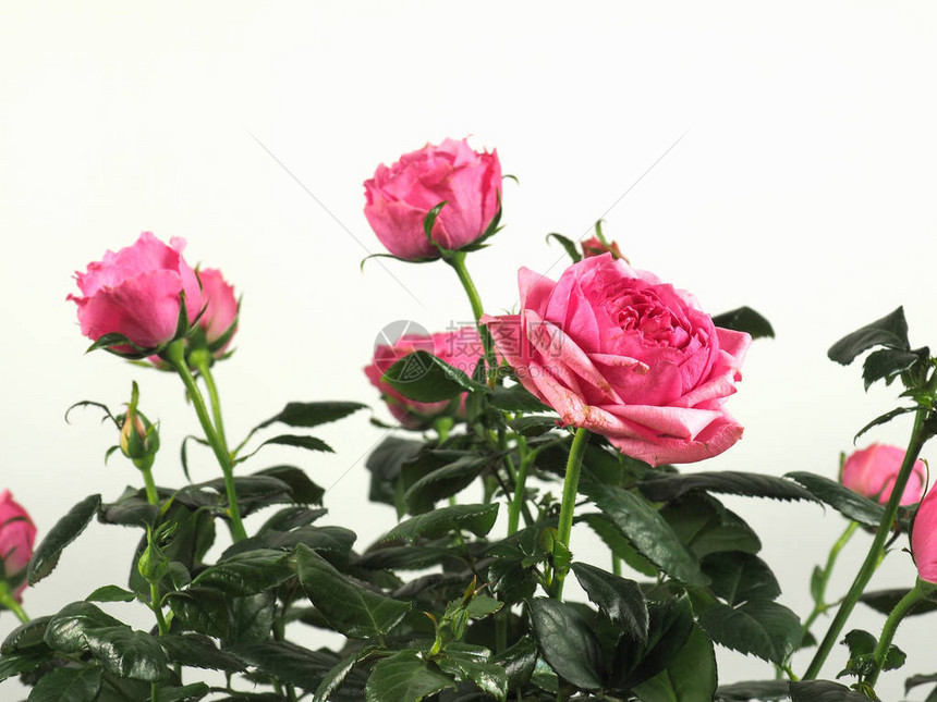 粉红玫瑰常年灌木genusRosa花朵图片