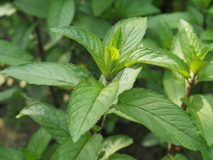 薄膜植物科学名称Menth图片