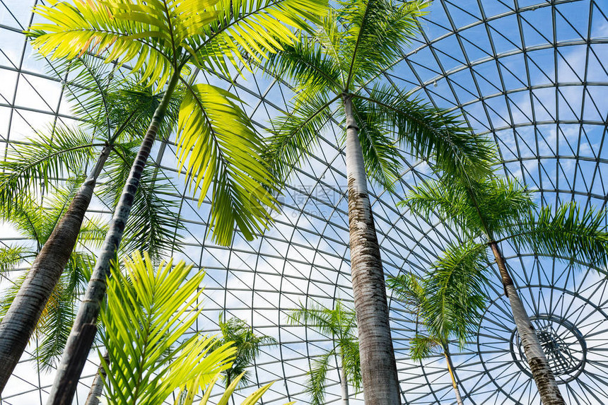 日本棕榈花园温室图片