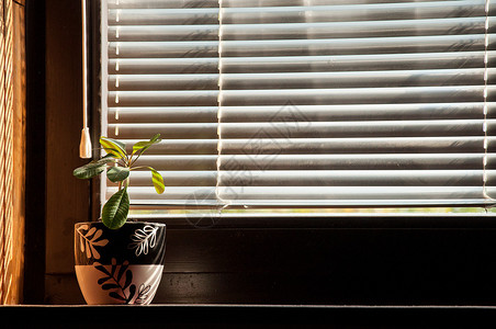 窗外的植物背景图片