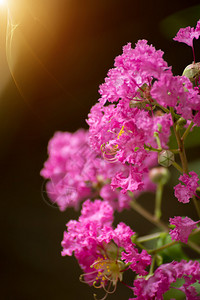紫薇的粉红色花图片