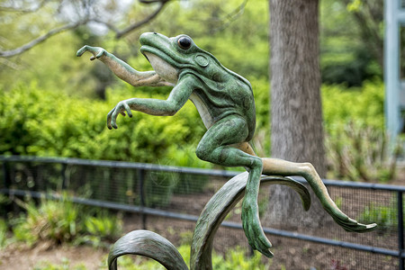 华盛顿动物园的青蛙雕像图片