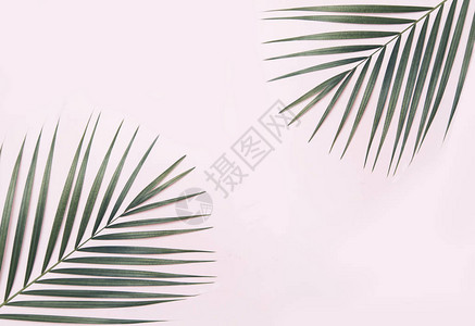彩色背景上的棕榈树叶图片