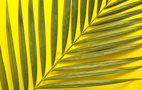 彩色背景上的棕榈树叶图片