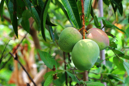 泰国树上的青芒果图片