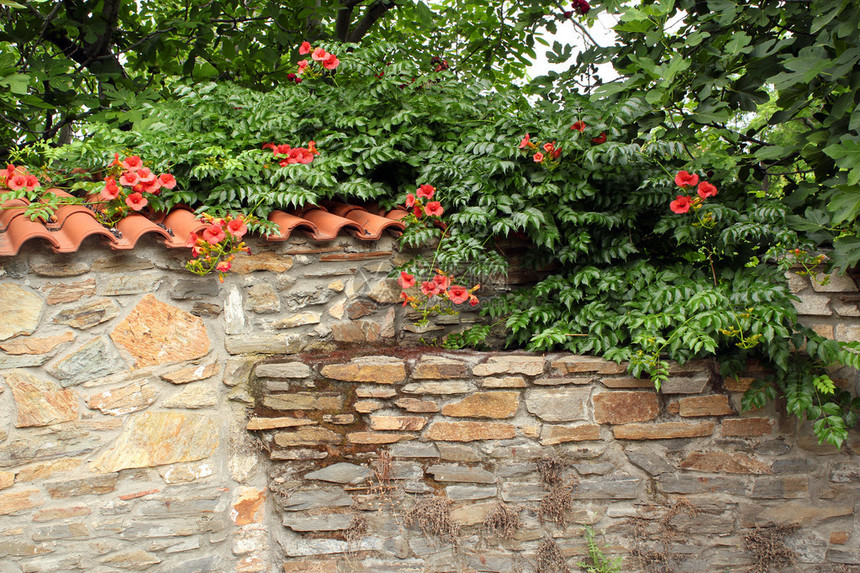 老石墙与鲜花图片