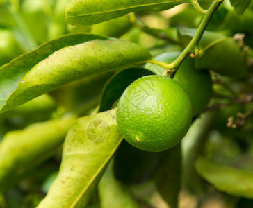 波斯或塔希提利米TahitianLime在夏威夷Kauai种植图片