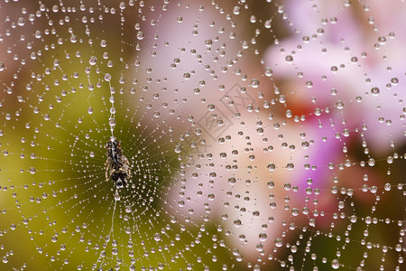 与水的蜘蛛网滴在热带雨林泰国图片