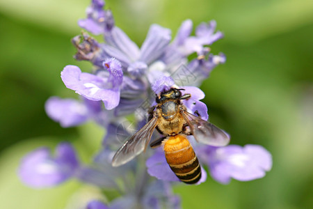 花园里盛开的薰衣草花和蜜蜂采集花蜜图片