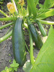 在菜园地面上成熟的南瓜图片