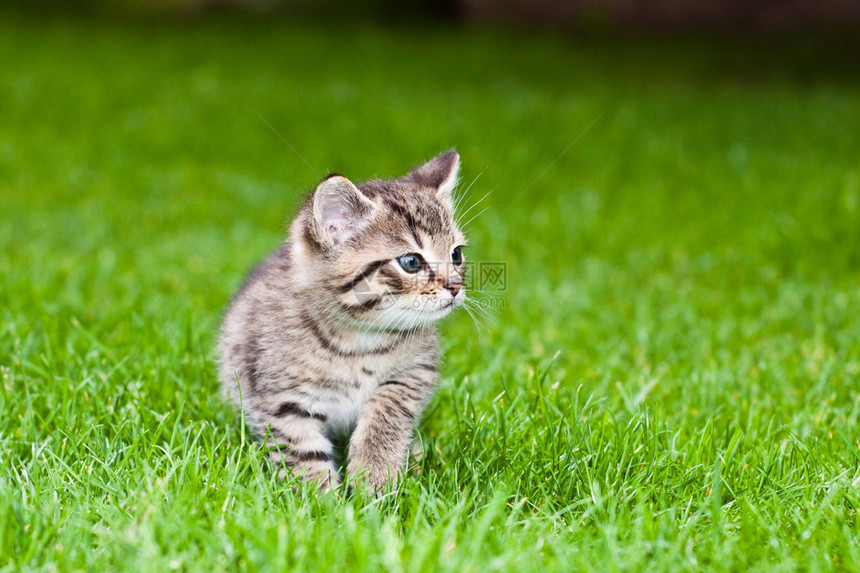 小猫在草地上玩耍图片