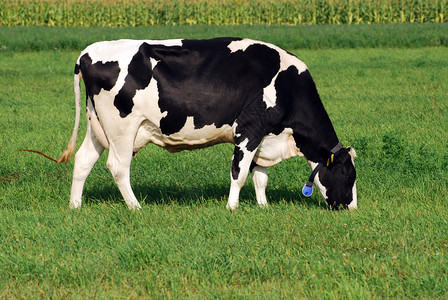 在草地上吃草的荷斯坦奶牛背景图片