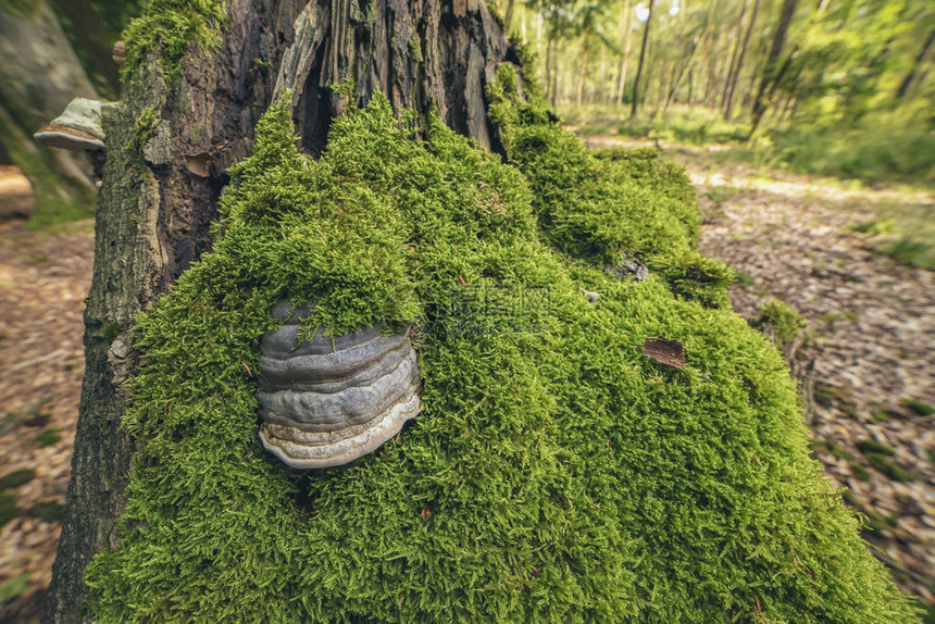 森林树桩上的真菌和苔藓图片
