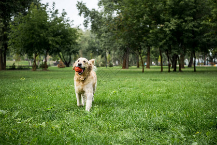 金毛猎犬在公园里玩橡皮球图片