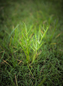 从草原上生长出来的小植物在新希望的理念下图片