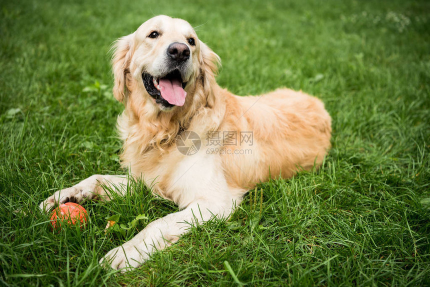 可爱的猎犬躺在图片