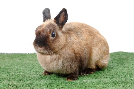 棕色荷兰矮小兔子绿草上的图片
