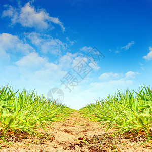 毛里求斯岛上的甘蔗种植园热带气候下的农业可再生能源图片
