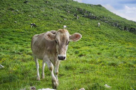 春天牧场上的肉牛图片
