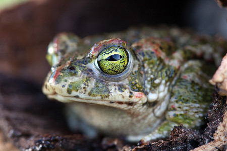 自然界中的绿色眼睛凸出的青蛙图片