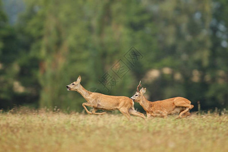 在绿地奔跑的小鹿图片