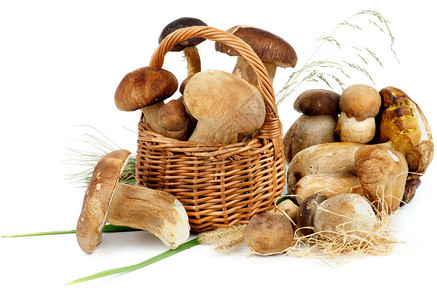 Wicker篮子的新鲜RawBoletus蘑菇和青草图片