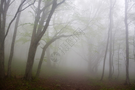 晨雾在山林中图片