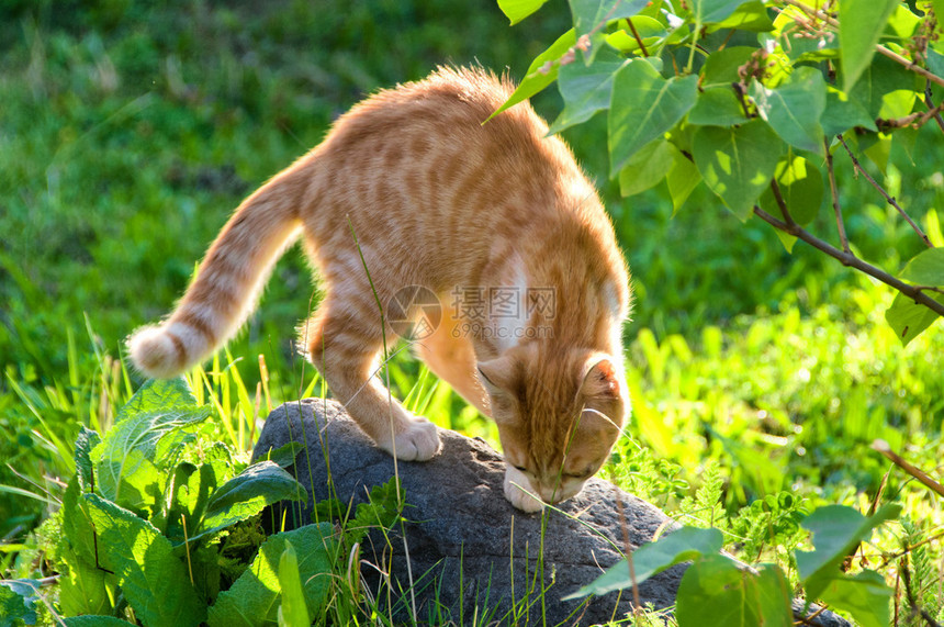 绿草小猫图片