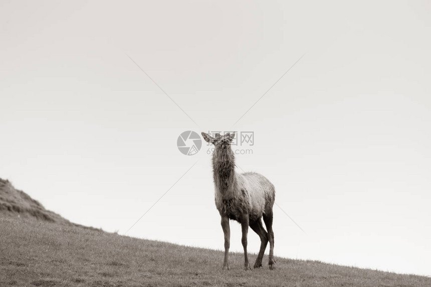 新西兰养鹿业图片