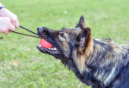 长外套黑貂德国牧羊犬训练和玩橡皮球拔河图片