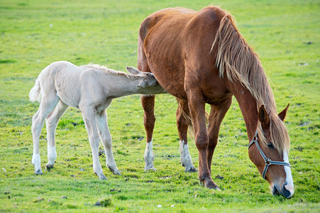 可爱的小马和它的妈在吃绿草图片