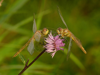 早上有两只蜻蜓坐在一朵粉红色的花上图片