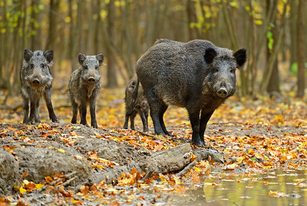 秋天森林里的野猪背景图片