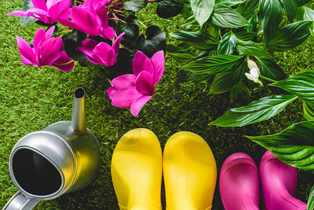五颜六色的胶靴喷壶和花的顶视图图片
