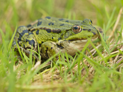 栖息在草地中的食用青蛙Peophitraxklescul图片