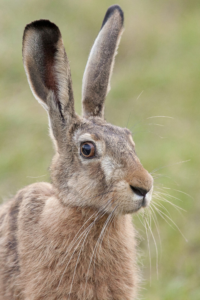 一只野兔在野外的肖像图片