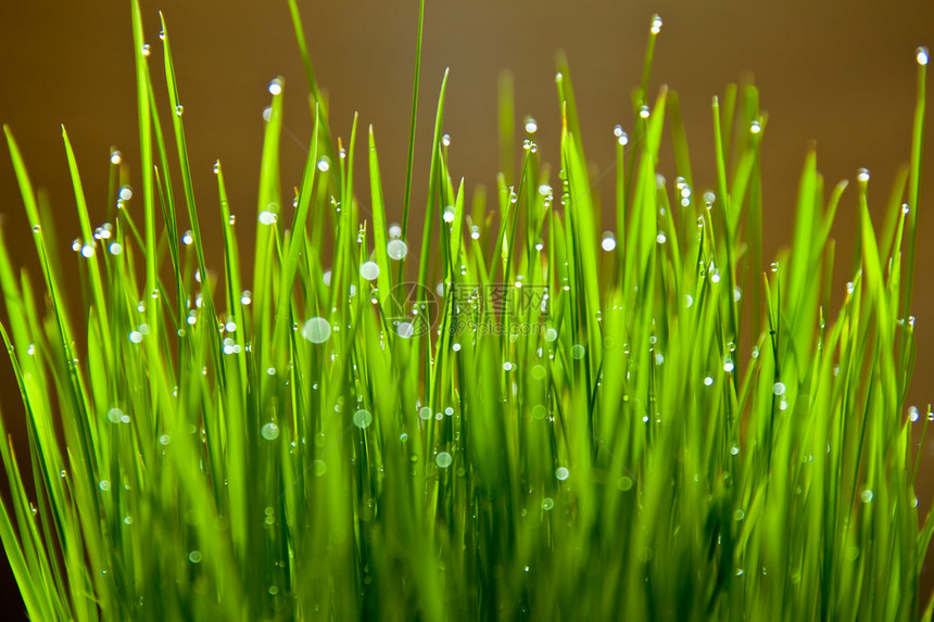 小麦草湿叶图片