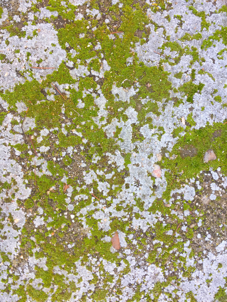 土壤上绿色苔藓的自然质地图片