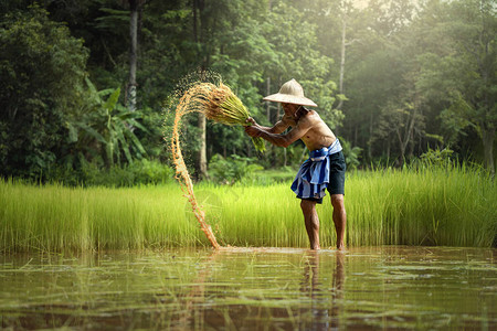 泰国农民务农除去绿树苗种植在稻田图片
