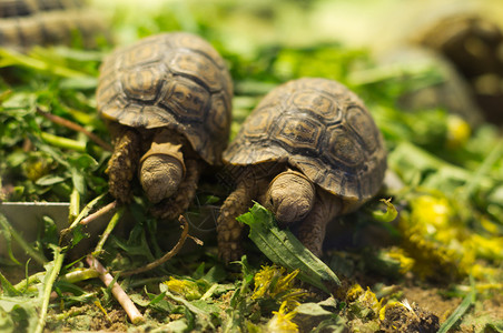两只小乌龟在动物园里吃东西图片