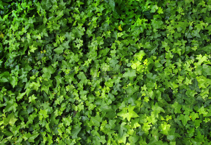 绿色小植物的图案图片