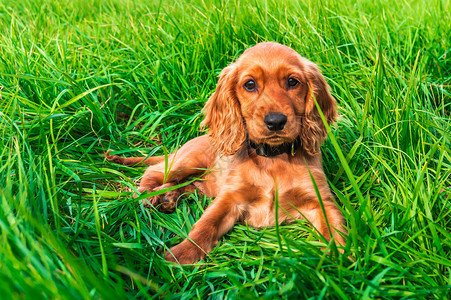 躺在绿草上的英国可卡犬小狗图片