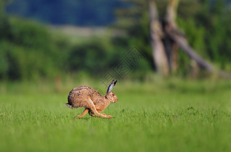 棕色野兔奔跑的照片图片