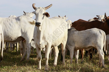 巴西农田上的牛图片