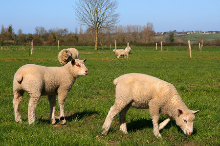 羊在草地上吃草图片
