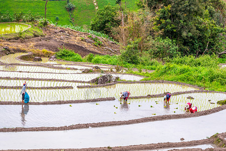 泰国北部农民水稻秧苗移栽图片